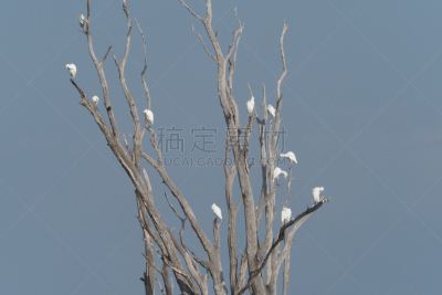 卡里巴湖,津巴布韦,赞比西河,野生动物保护,自然,美,水平画幅,无人,鸟类,非洲