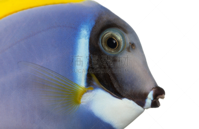 侧面像,特写,粉蓝颊纹鼻鱼,blue tang fish,粉末,动物嘴,水平画幅,无人,动物身体部位,颊纹鼻鱼