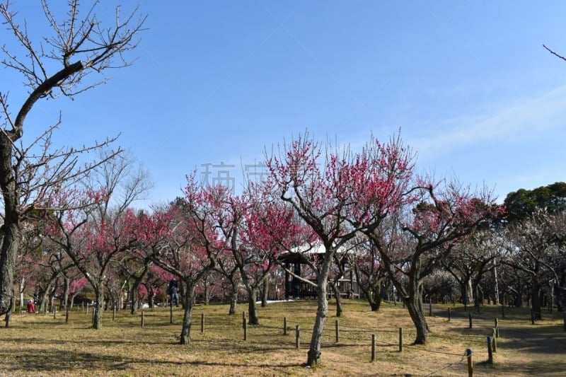 李子,红松,自然美,春天,植物,背景,绘画插图,日本,樱花,自然