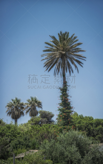 高大的,棕榈树,垂直画幅,天空,美,度假胜地,克里特岛,无人,夏天,户外