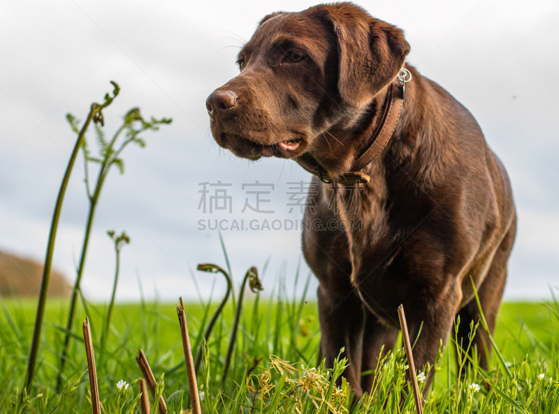 赭色拉布拉多猎犬,欧洲蕨,动物保护,宠物服装,蕨类,衣领,天空,机敏,褐色,水平画幅