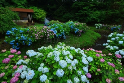 岩手县,水磨,八仙花属,水,水平画幅,瀑布,无人,夏天,户外,植物