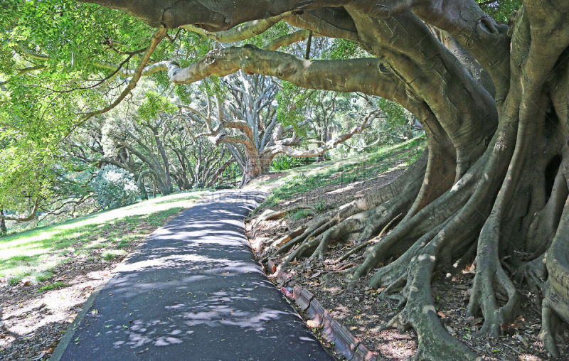 阿尔伯特公园,巷,水平画幅,无人,夏天,阴影,户外,奥克兰,城镇,著名景点