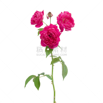 白色背景,大马士革玫瑰,分离着色,自然,绿色,雄蕊,无人,蔷薇科,夏天,玫瑰