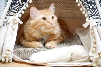 猫,美,水平画幅,泰国,哺乳纲,毛绒绒,看,小猫,住宅房间,毛皮