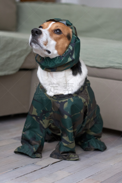 比格犬,垂直画幅,草地,幸福,纯种犬,小的,可爱的,人,户外,坐