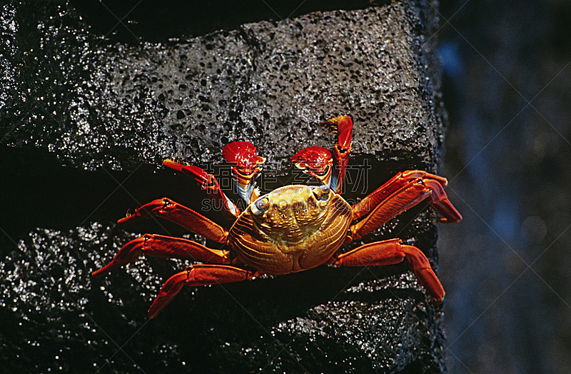 sally lightfoot crab,加拉帕戈斯群岛,自然,野生动物,水平画幅,高视角,无人,野外动物,户外,一只动物
