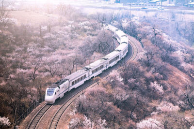 北京,火车,樱之花,高速列车,亚洲樱桃树,林荫大道,铁轨轨道,花朵,自然界的状态,铁路运输