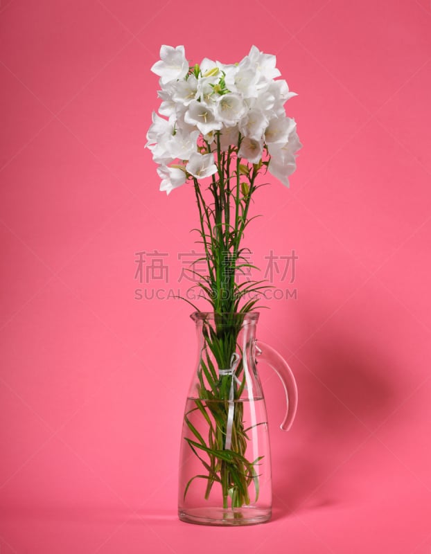 花瓶,风铃草属,粉色背景,垂直画幅,无人,阴影,特写,明亮,花束,白色