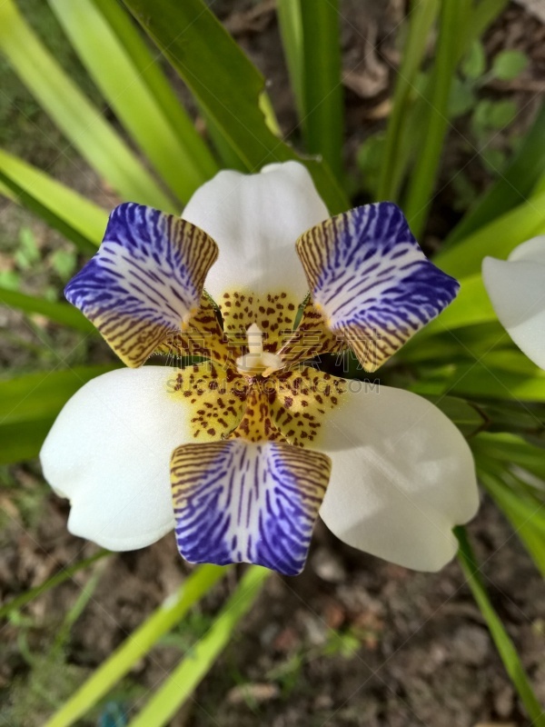 巴西,园林,真菌性口炎,垂直画幅,美,情绪压力,纯净,夏天,特写,虎