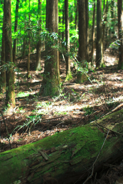 苔藓,相模原,神奈川县,生态多样性,垂直画幅,水,美,公园,枝繁叶茂,无人