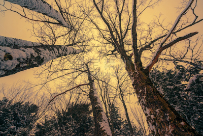 雪,高大的,树冠,天空,水平画幅,无人,古典式,户外,顶部,秃树