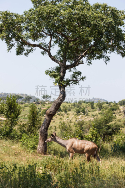 角羚,大种角羚,克鲁格国家公园,羚羊,垂直画幅,无人,动物身体部位,野外动物,夏天,户外