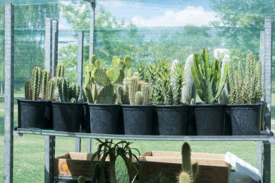仙人掌,岩浆仙人掌,Cardon Cactus,萨挂诺仙人掌,花园装置,荆棘,桶,盆栽植物,水平画幅,脊柱