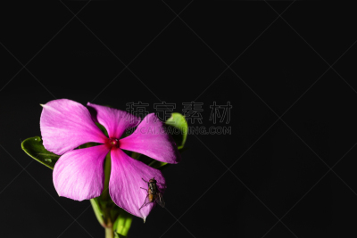 紫色,花朵,大特写,美,水平画幅,无人,夏天,马达加斯加,特写,泰国