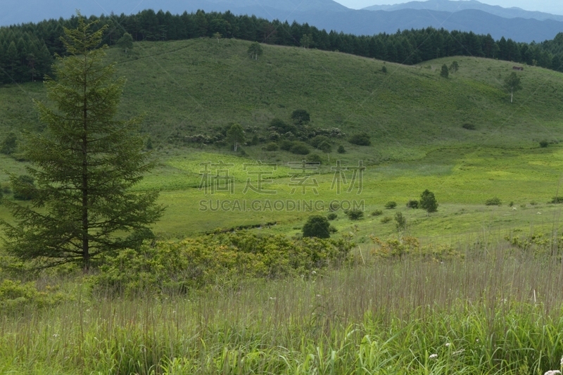 高原,夏天,雾峰高原,诹访,kirigamine,自然,松树,草地,草原,水平画幅