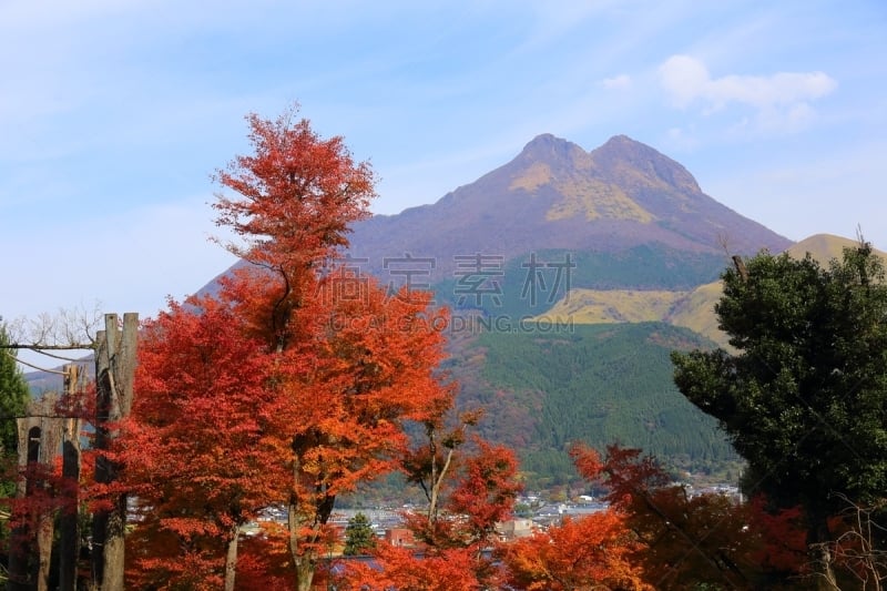 汤布院,由布市,秋天,叶子,凫山,大分县,鸡爪枫,枫叶,水平画幅,无人