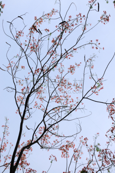 背景,无花果叶,垂直画幅,天空,美,无人,夏天,户外,班戈寇科省,泰国
