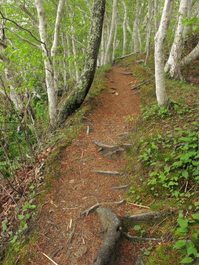 树林,小路,徒步旅行,自然,垂直画幅,前进的道路,布鲁斯特,山,柯德角,根部