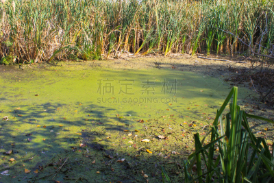 浮萍,水面,绿藻,自然,簇叶从生的,水平画幅,无人,藻类,抽象,夏天