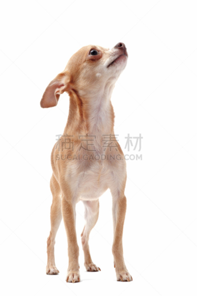垂直画幅,褐色,纯种犬,小的,可爱的,无人,白色背景,小狗