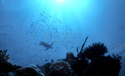礁石,海龟,休闲活动,水平画幅,无人,水下,科学,野外动物,户外,生物学