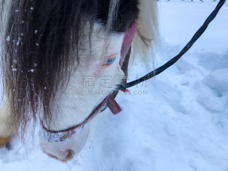 马,雪,乐趣,鞍马,有蹄哺乳动物,小马,马属,小的,动物,动物习性