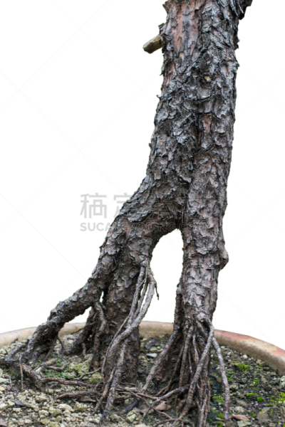 根部,欧洲赤松,自然,垂直画幅,式样,有蔓植物,纹理效果,木制,无人,平视角