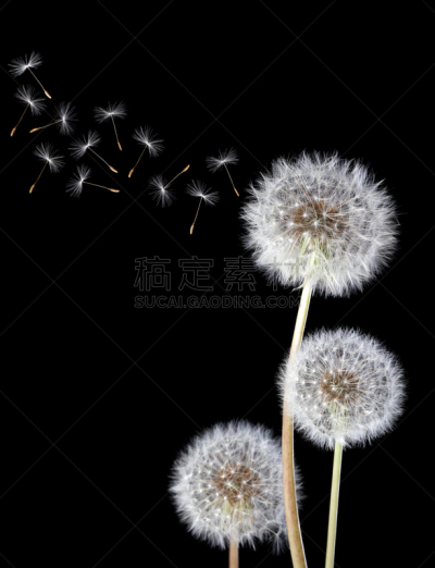 蒲公英,黑色背景,垂直画幅,选择对焦,风,无人,夏天,特写,白色,毛绒绒