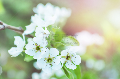 春天,花朵,春季系列,雄蕊,美,公园,水平画幅,樱花,樱桃,无人