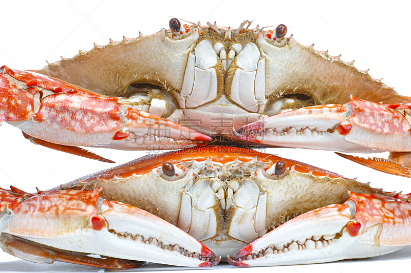 两个物体,蒸菜,白色背景,三疣梭子蟹,分离着色,正面视角,煮食,水平画幅,巨大的,膳食