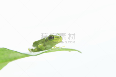 青蛙,叶子,雨蛙,白色背景,环境,图像,动物,无人,两栖纲,天空