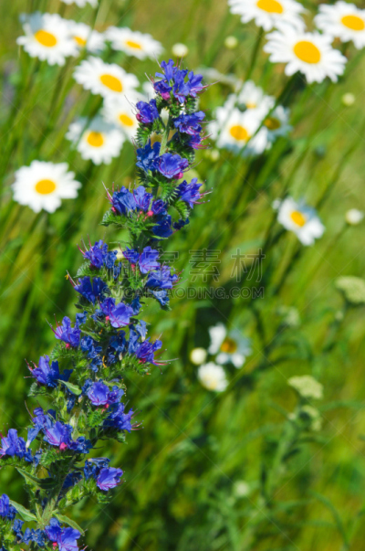 野花,草地,自然美,蜂蜜,垂直画幅,creeping bluet,漏斗,无人,夏天,俄罗斯