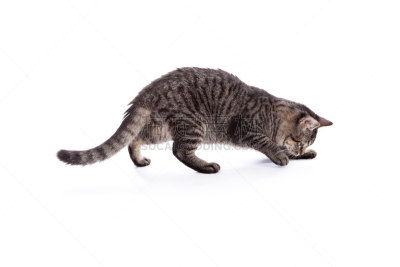 动物扑击,斑纹猫,水平画幅,进行中,白色,看,猫,短毛猫,条纹,短发