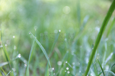 早晨,草,特写,清新,绿色,露水,选择对焦,水,萨克森,水平画幅
