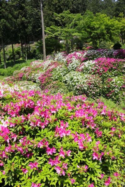 杜鹃花,杜鹃花属,垂直画幅,京都府,绿色,无人,日本,夏天,春天,植物