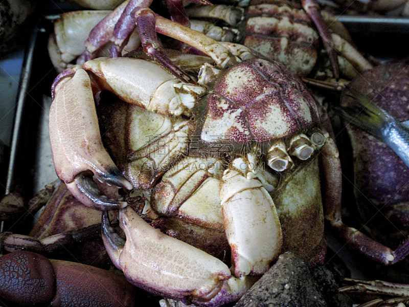 螯虾,巨大的,活力,动物围栏,龙虾,煮食,爪子,海产,动物身体部位,晚餐
