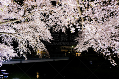 调布市,东京,河流,日本,樱桃树,正下方视角,野川公园,亚洲樱桃树,花见节,水平画幅