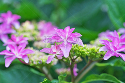 八仙花属,藤泽市,水平画幅,无人,日本,夏天,红色,春天,植物,粉色