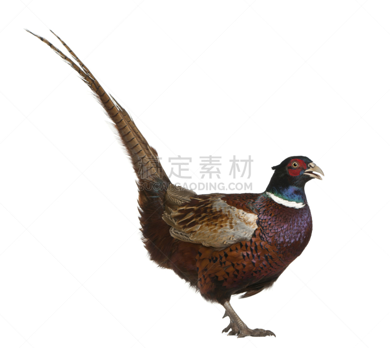 雄性动物,雉,褐色,羽毛,鹭管鱼,灰发,动物主题,前面,背景分离,野生动物
