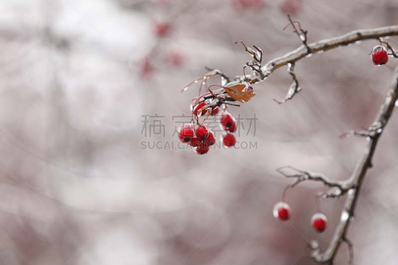 天气,冻结的,雨,植物群,大特写,农业,寒冷,罗马尼亚,环境,温度