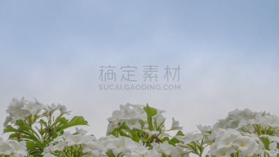 叶子,赤素馨花,小提琴,天空,美,水平画幅,无人,spa美容,夏天,草