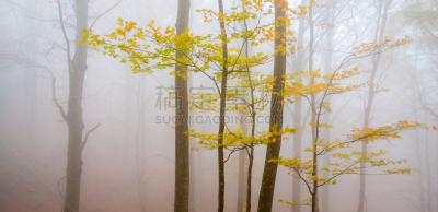 叶子,雾,黄色,枝,森林,蒙塞尼,美,风,水平画幅,无人