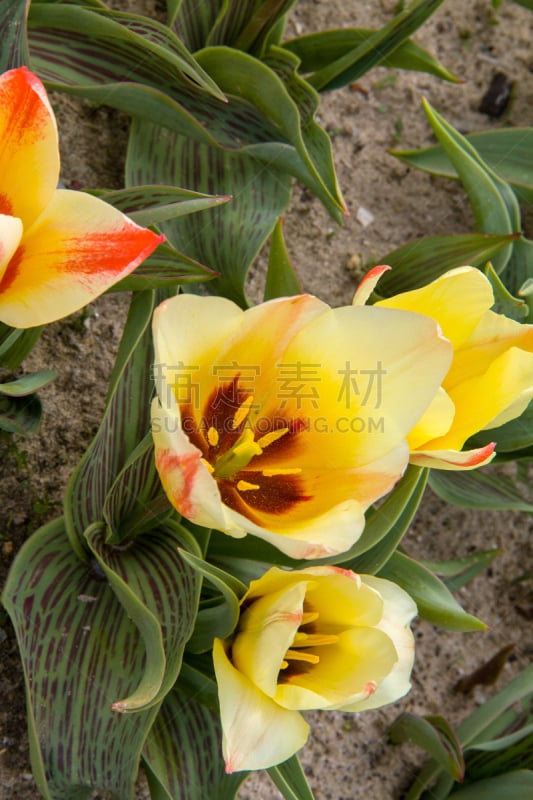 Culture de tulipes Hit parade, Pointe de la Torche, Finistère, Bretagne, France