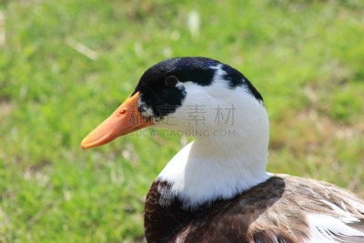长焦镜头,鸭子,捕获的,泽西岛,动物主题,人工饲养动物,野生动物,鸭子肉,生物,动物