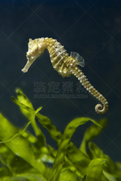 海马,藻类,垂直画幅,水,美,动物内脏,水下,动物主题,礁石,水族馆