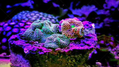 尤马族,蘑菇,人工饲养动物,indopacific ocean,生物,动物,礁石,植物,珊瑚,水下