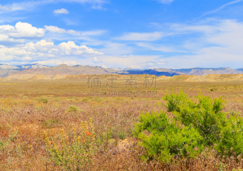 春天,沙漠,福路泰,草原,天空,水平画幅,户外,草,北美,植物