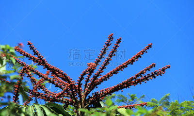 Queensland Umbrella Tree,天空,特拉维夫,水平画幅,绿色,无人,蓝色,南,异国情调,花