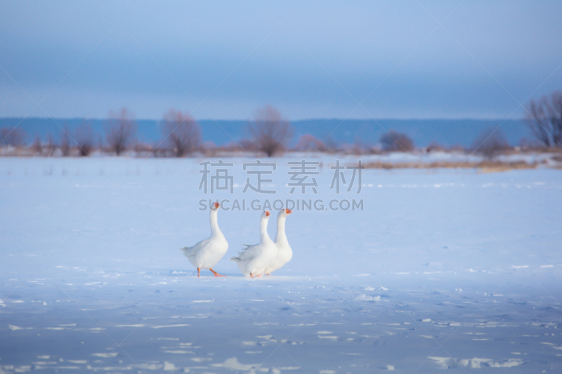 雁属,雪,白色,冬天,三只动物,背景,蹼足,寒冷,水平画幅,鹅肉